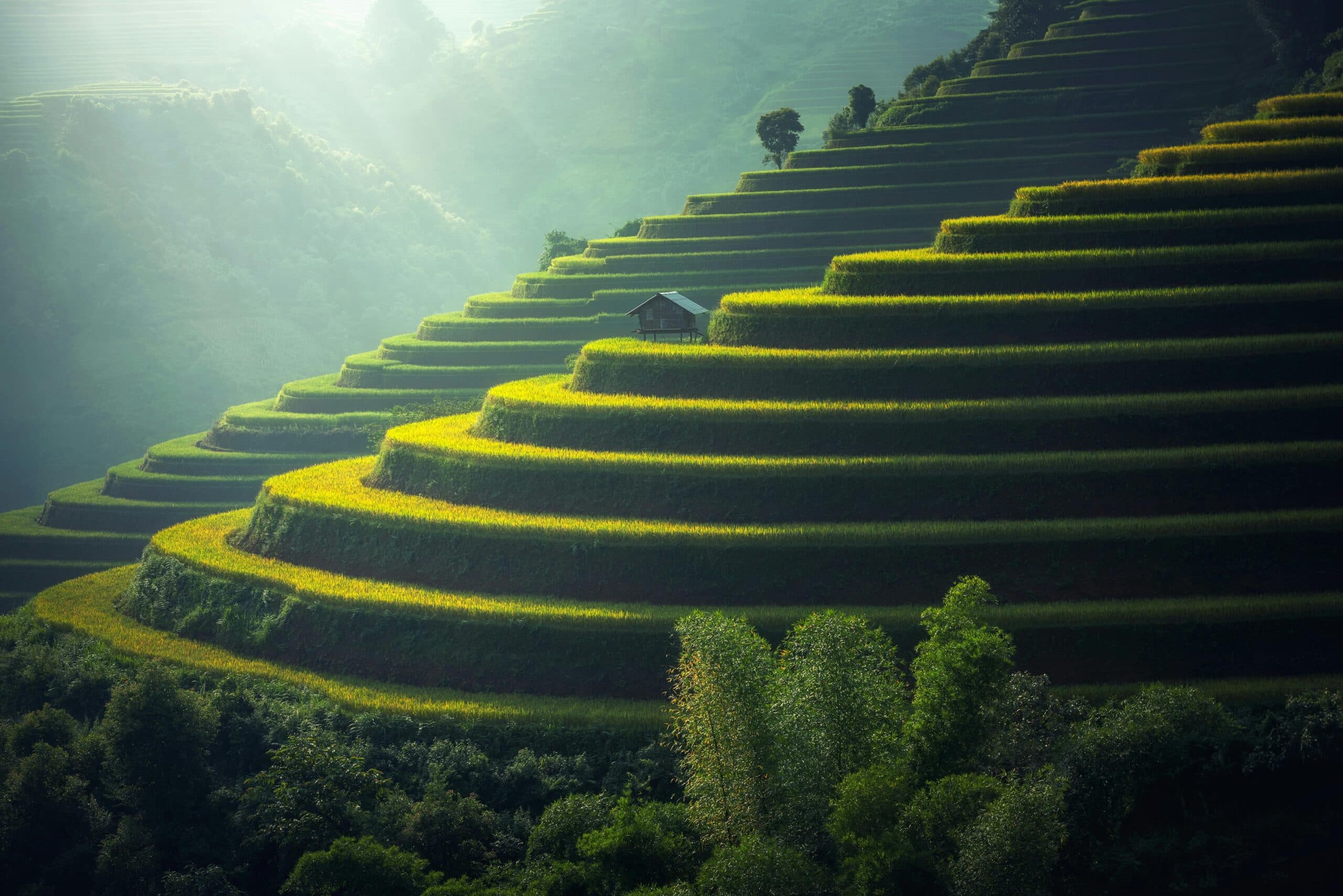 Terraced fields cultivated at dawn.